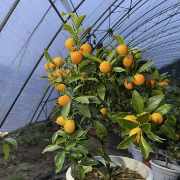 滑皮金桔🍊