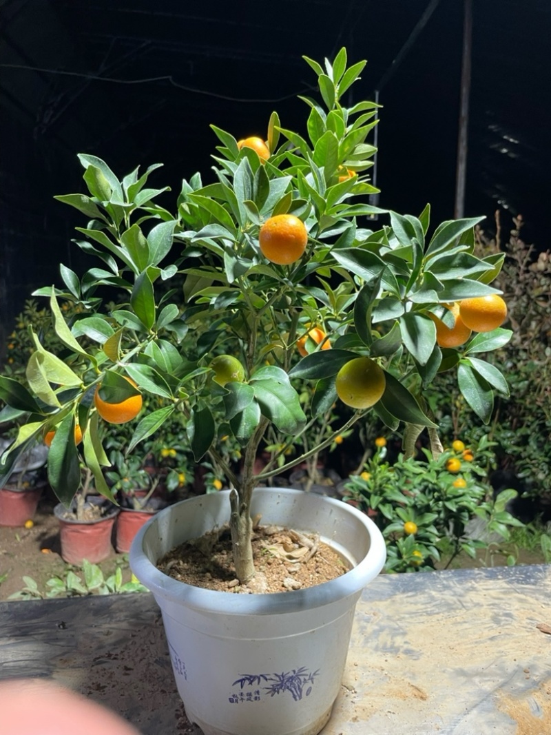 滑皮金桔🍊