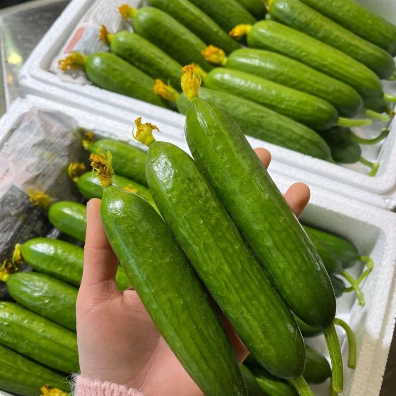 欧果7号水果黄瓜种子荷兰无刺水果黄瓜籽强雌品种