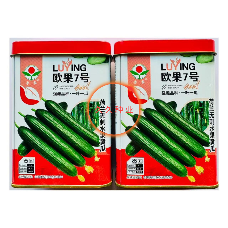 欧果7号水果黄瓜种子荷兰无刺水果黄瓜籽强雌品种