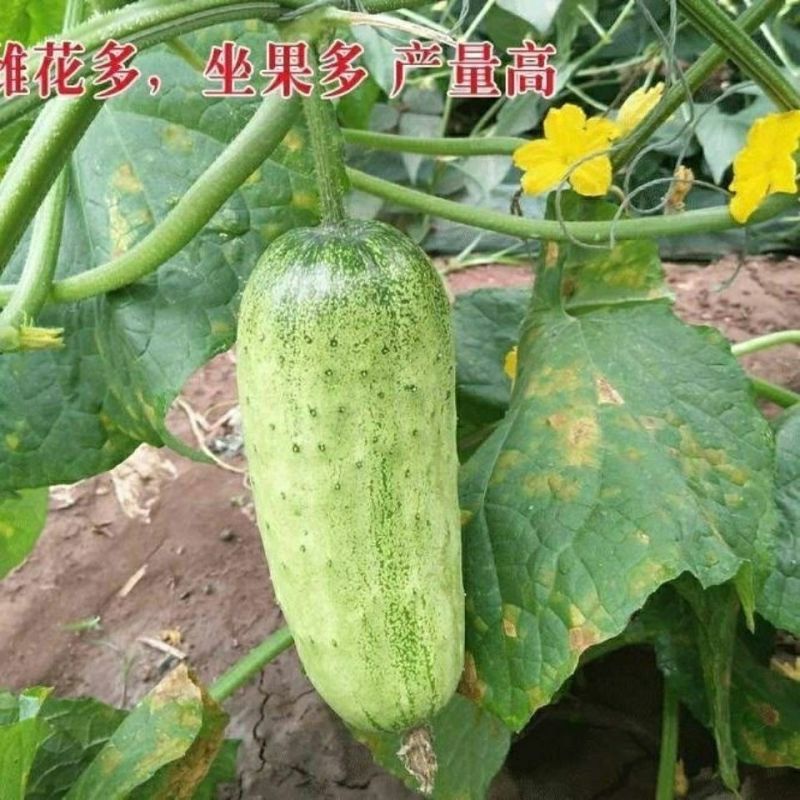 兔子腿黄瓜种子节节瓜高产水果小黄瓜籽地载大田菜籽农家蔬菜