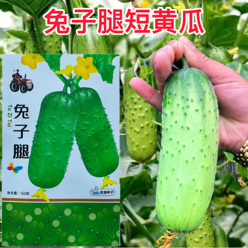 兔子腿黄瓜种子节节瓜高产水果小黄瓜籽地载大田菜籽农家蔬菜
