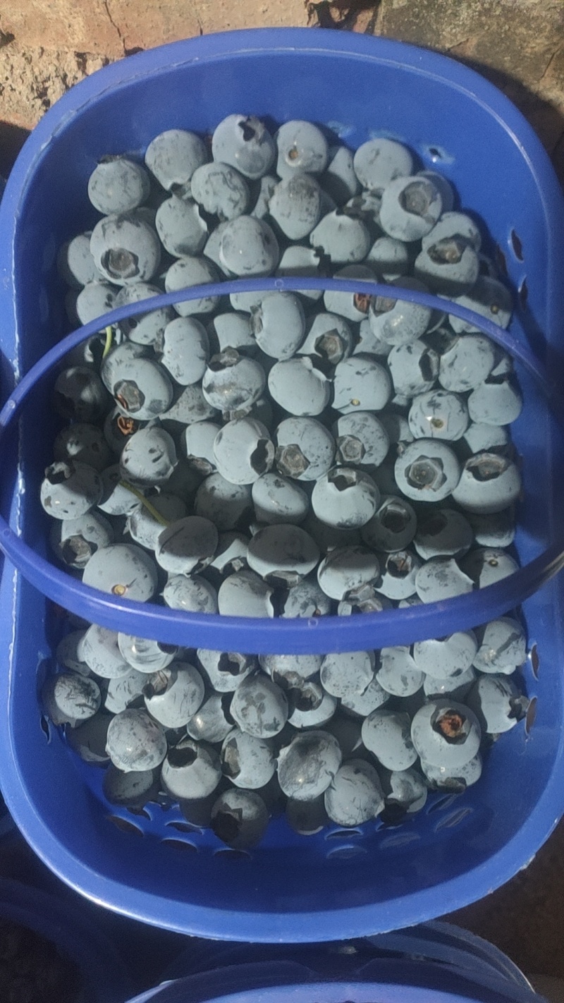 云南高原花香蓝莓脆甜多汁美味可口香味十足