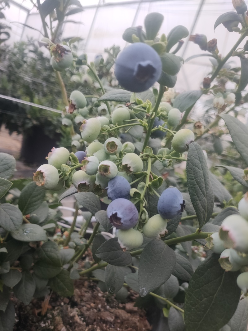 云南高原花香蓝莓脆甜多汁美味可口香味十足
