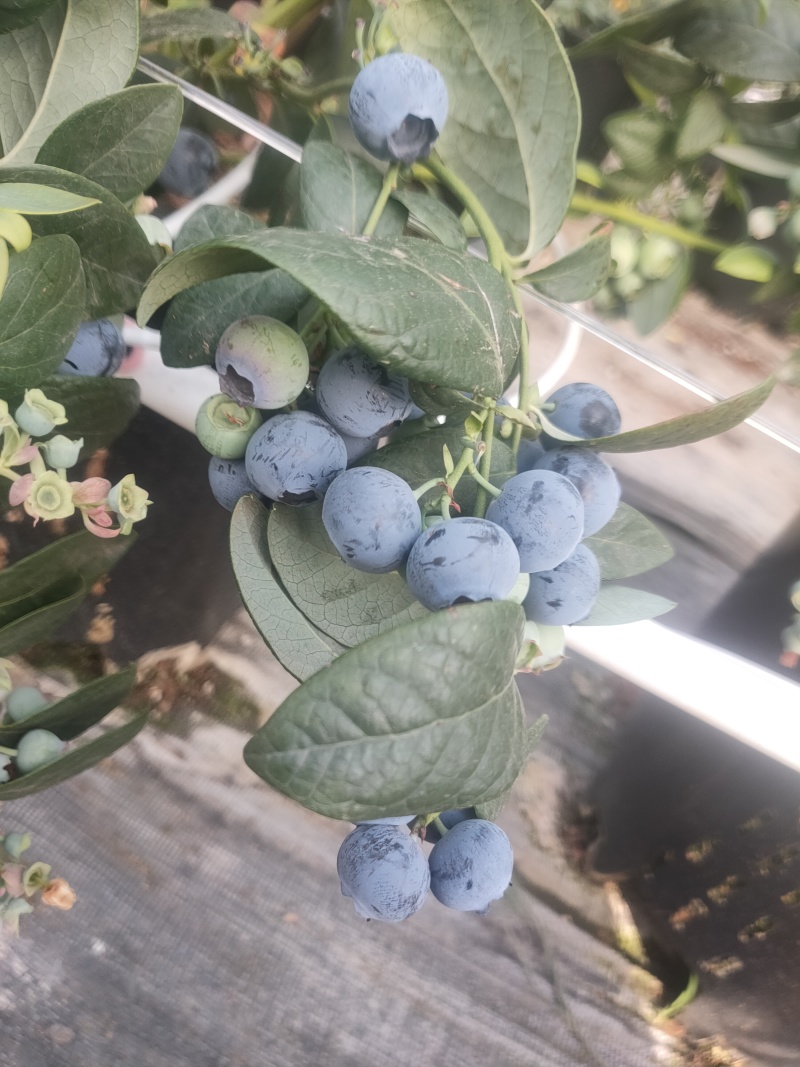 云南高原花香蓝莓脆甜多汁美味可口香味十足