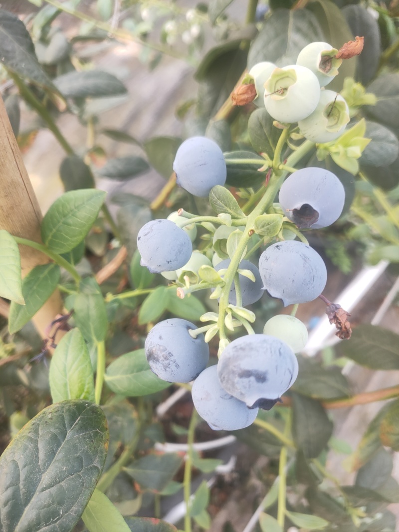云南高原花香蓝莓脆甜多汁美味可口香味十足