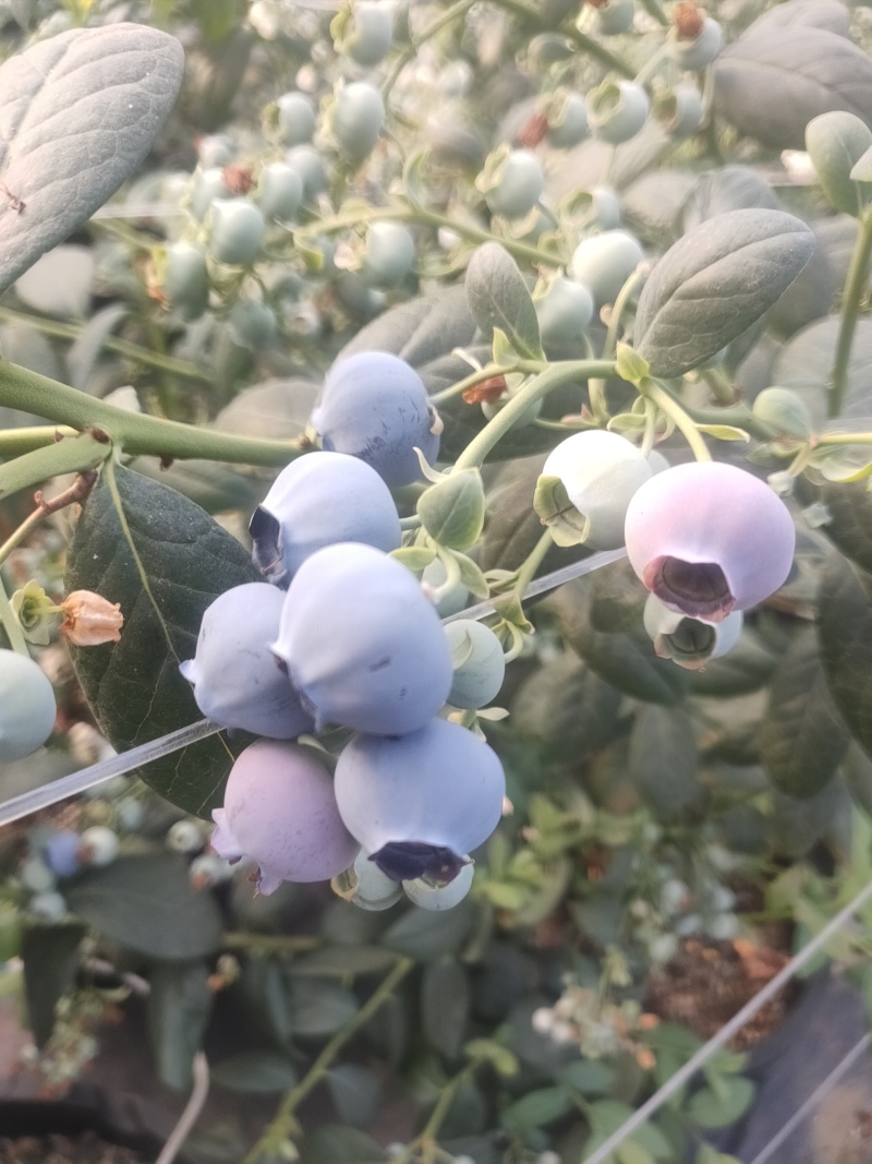 云南高原花香蓝莓脆甜多汁美味可口香味十足