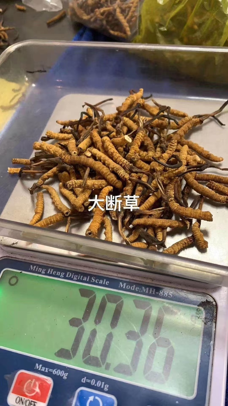 野生那曲大断草