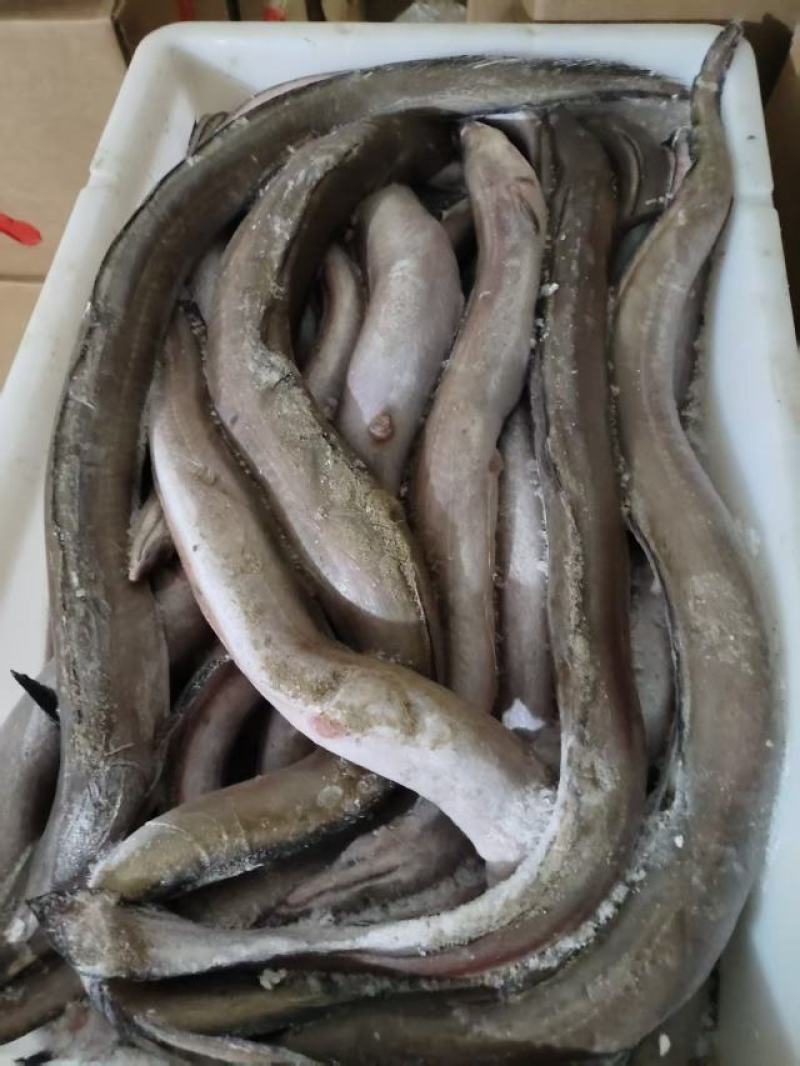 船冻海鳗鱼
