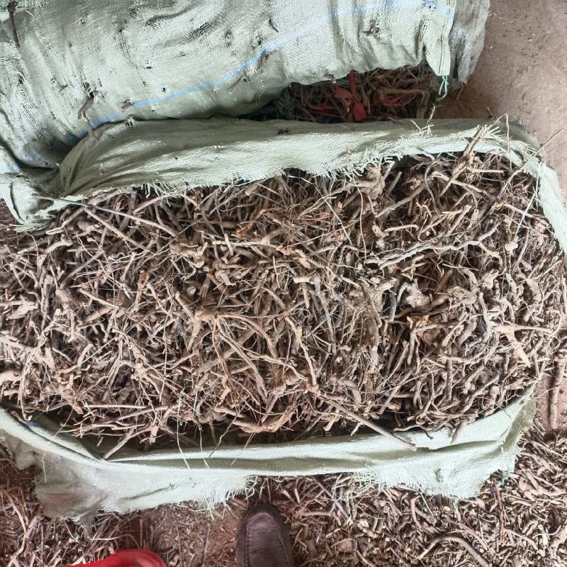 白面风羊耳菊
