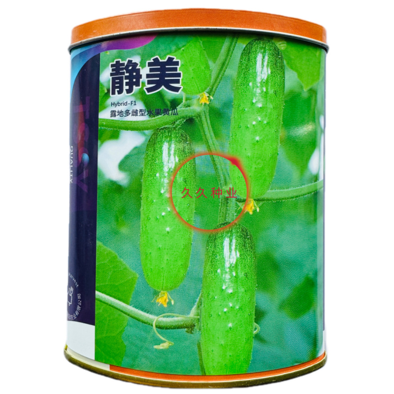 静美水果黄瓜种子中早熟油亮型强雌大刺瘤抗病高产耐低温