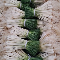 叶子蕌头上市中