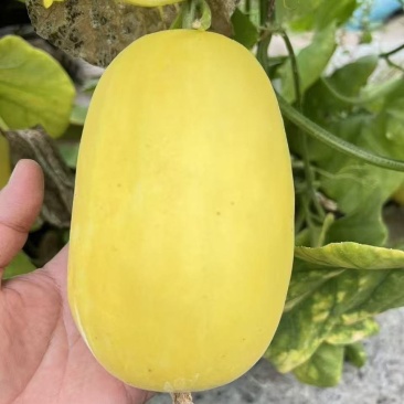 泽甜乳玉甜瓜种子早熟薄皮香脆甜高产黄皮黄金甜瓜种子超甜香