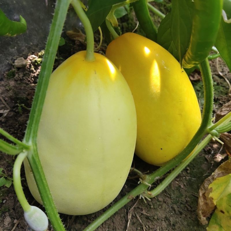 泽甜乳玉甜瓜种子早熟薄皮香脆甜高产黄皮黄金甜瓜种子超甜香