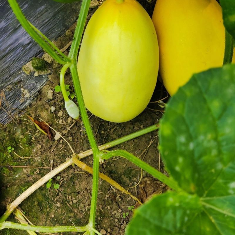 泽甜乳玉甜瓜种子早熟薄皮香脆甜高产黄皮黄金甜瓜种子超甜香