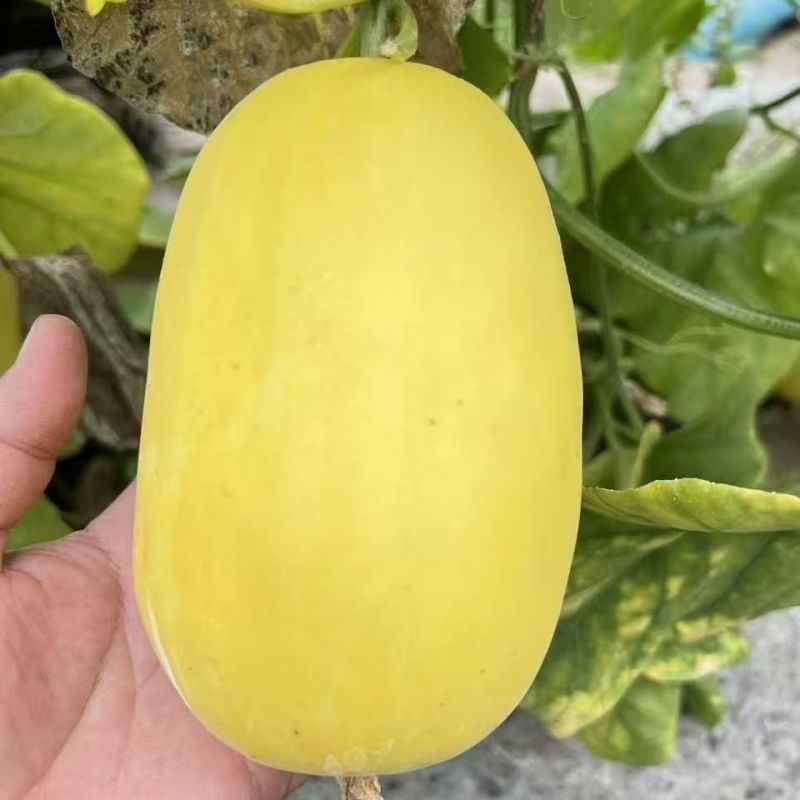 泽甜乳玉甜瓜种子早熟薄皮香脆甜高产黄皮黄金甜瓜种子超甜香