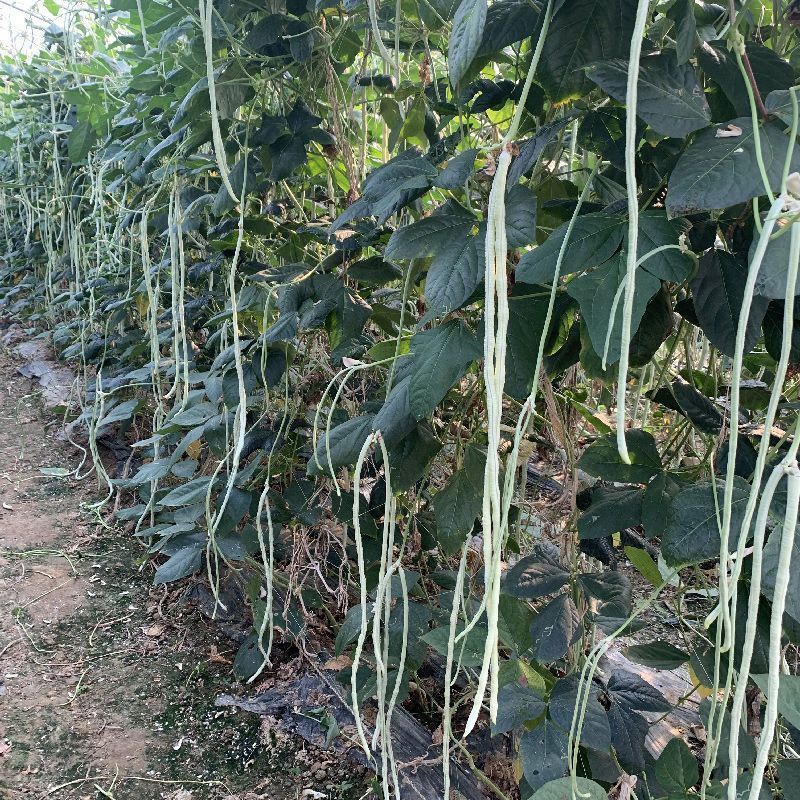 银龙2号白豆角种子高产白玉豇豆长顺白无鼠尾早熟荚长肉厚