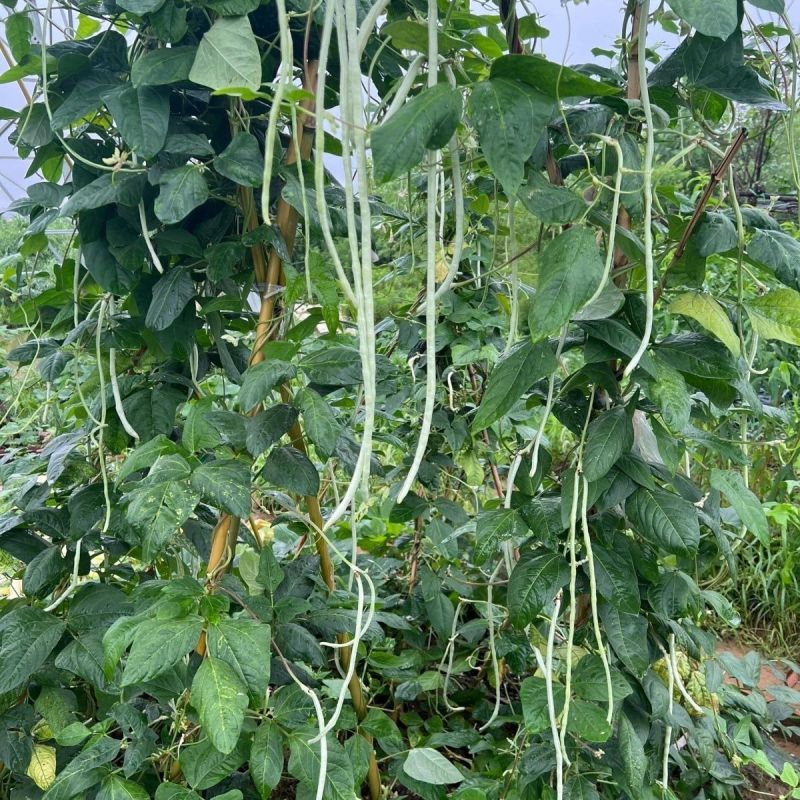 银龙2号白豆角种子高产白玉豇豆长顺白无鼠尾早熟荚长肉厚