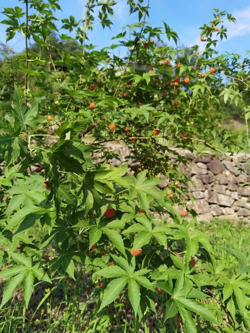 药食同源七叶覆盆子苗适合每年十月份至次年三月份种植
