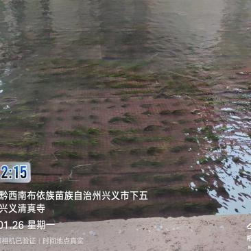 四季苦草大量有货