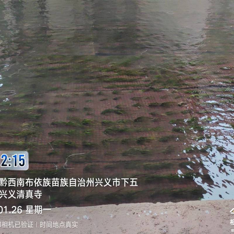 四季苦草大量有货