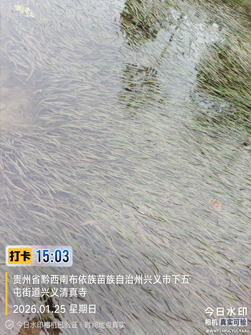 四季苦草大量有货