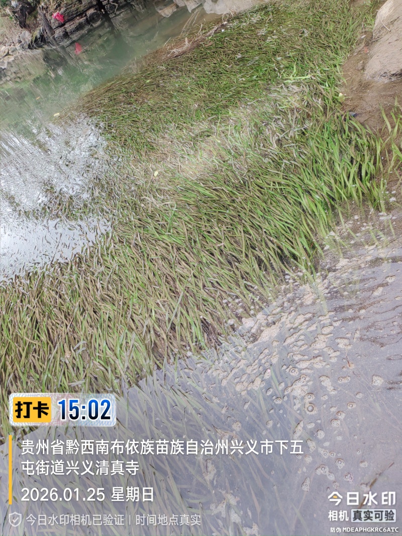 四季苦草大量有货