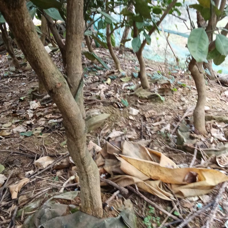 二0二一年引进嫁接的泰国红宝石青柚苗，品种纯正！