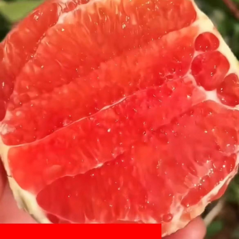 血橙《一件代发》中华血橙对接抖音快手视频号拼多多淘宝直播