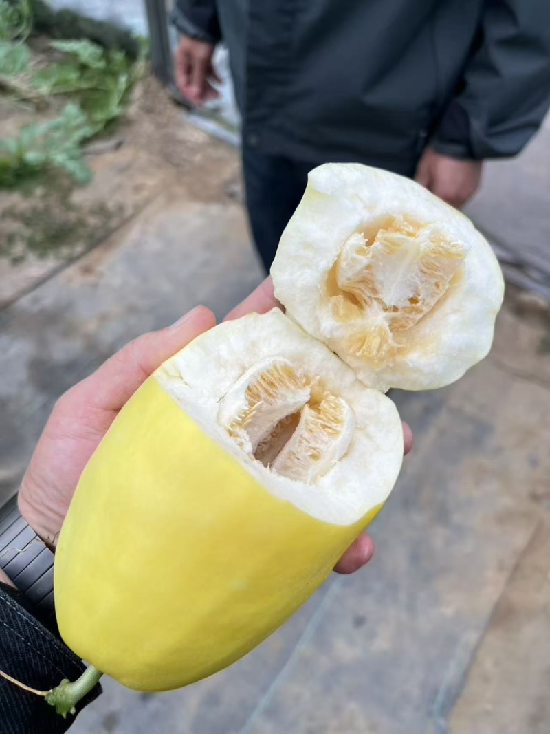 泽甜乳玉黄皮白肉甜瓜种子早熟甜度高