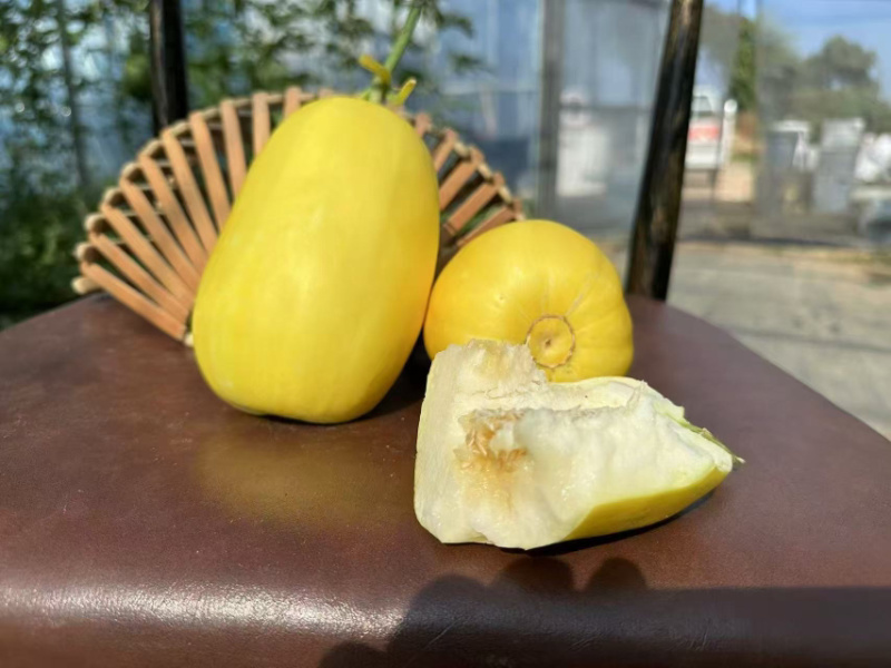 泽甜乳玉黄皮白肉甜瓜种子早熟甜度高