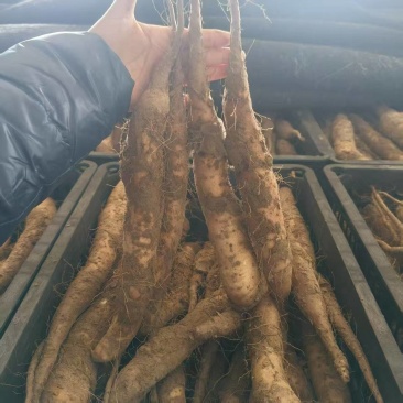 白玉山药苗子
