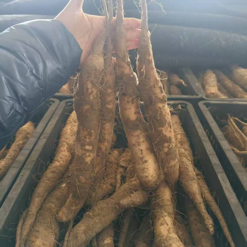 白玉山药苗子