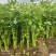 新泰玻璃脆芹菜
