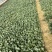 杞县趴地菠菜