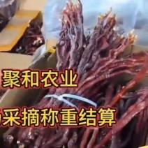 鹿茸菌。