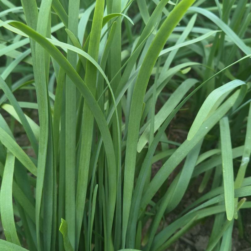 精品新根二刀韭菜