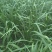 精品新根二刀韭菜