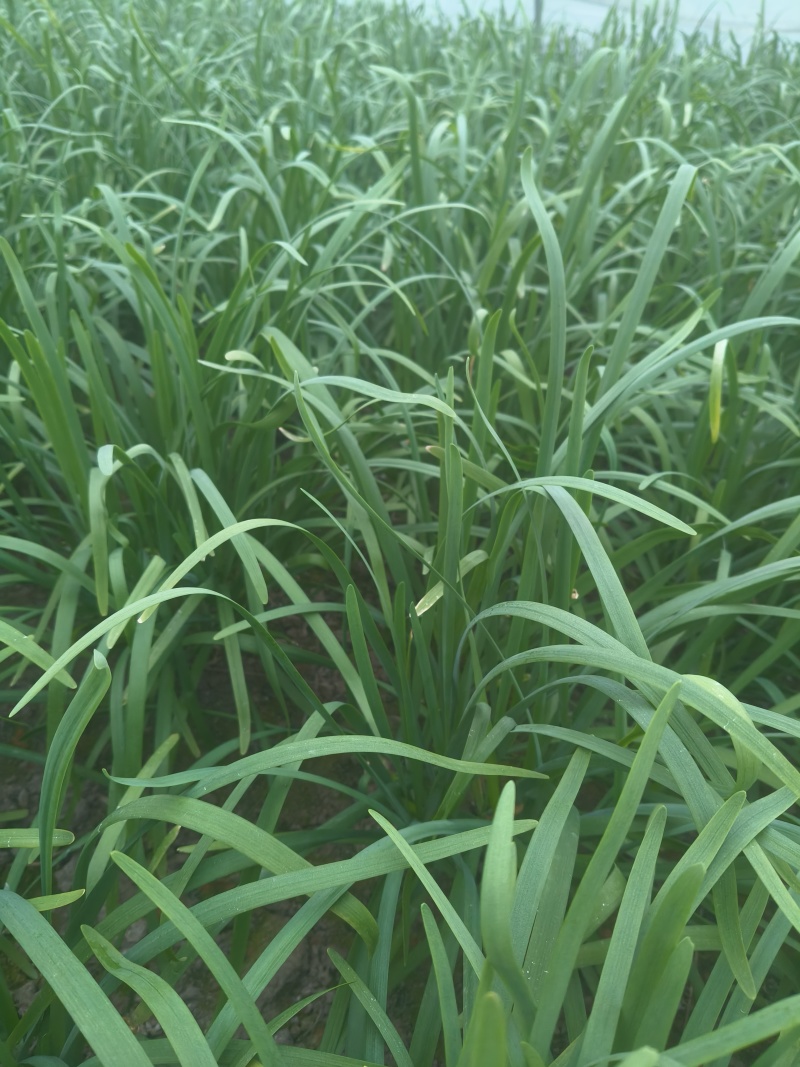 精品新根二刀韭菜