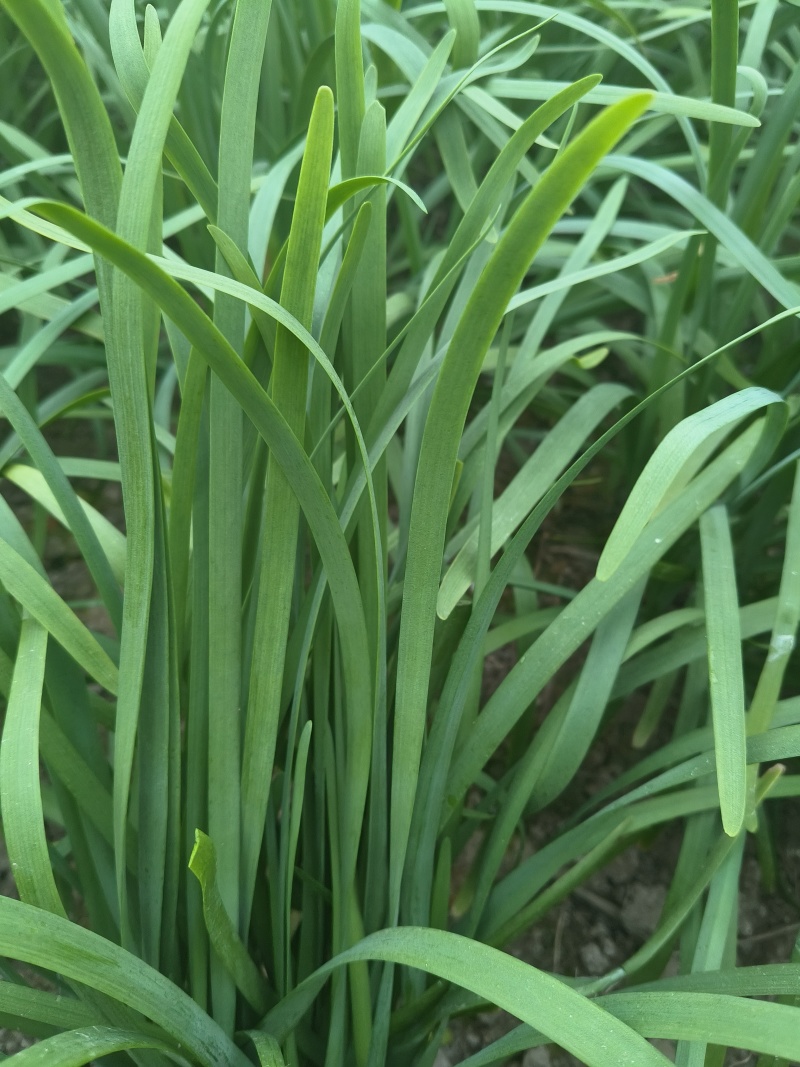 精品新根二刀韭菜