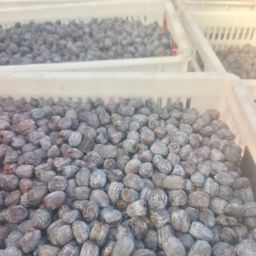 涉县无核黑枣只做精品保质保量