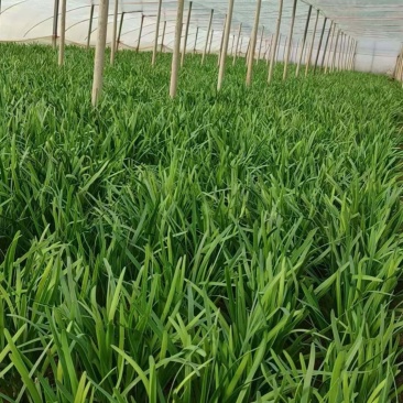 精品红根韮菜