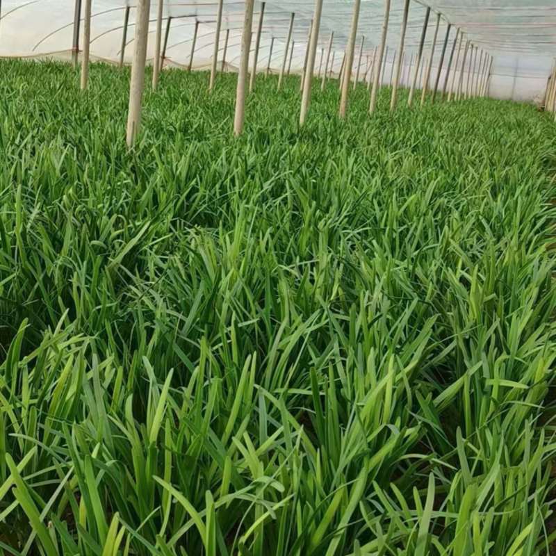精品红根韮菜