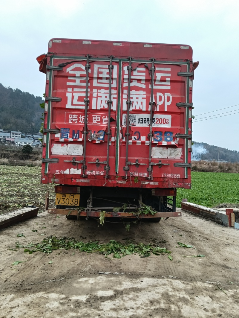雪里红种植基地