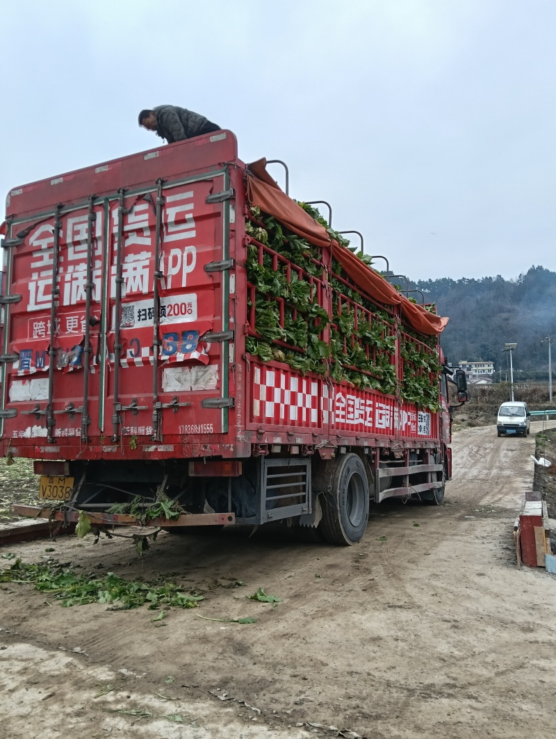 雪里红种植基地