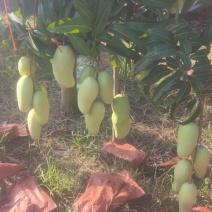 海南热带水果金煌芒