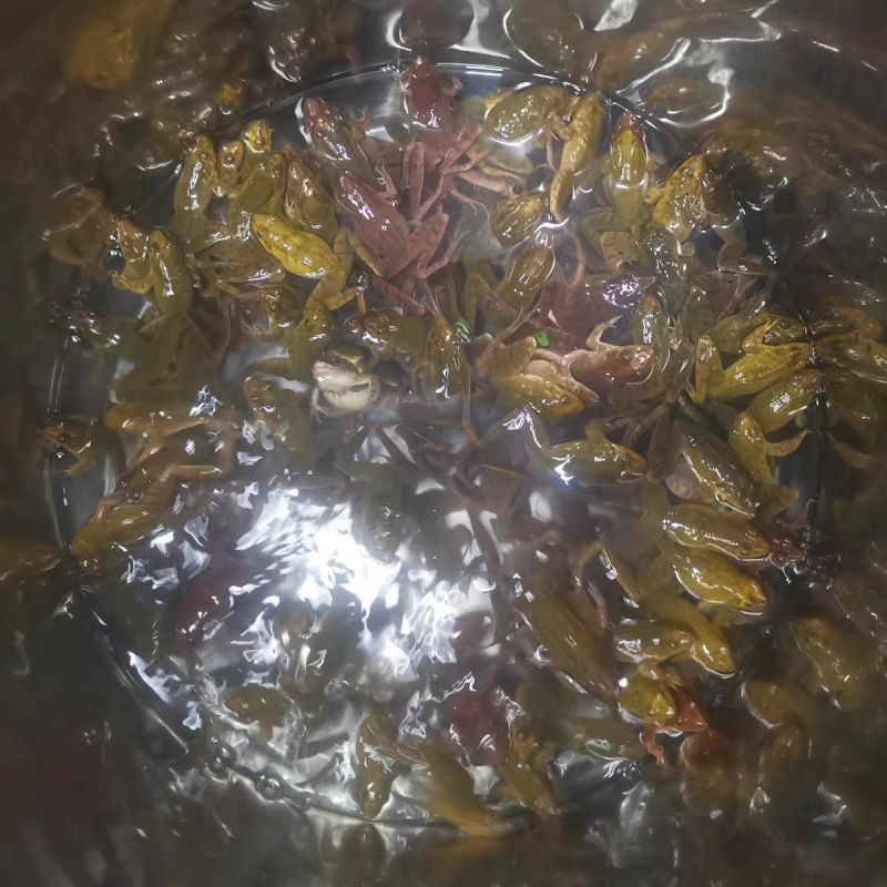 《林蛙》湖南林蛙/产地直发/保质保量/全国供应批发