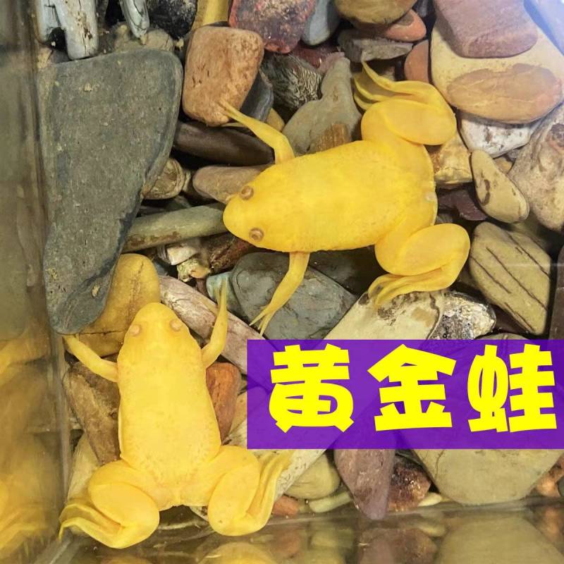 《林蛙》湖南林蛙/产地直发/保质保量/全国供应批发
