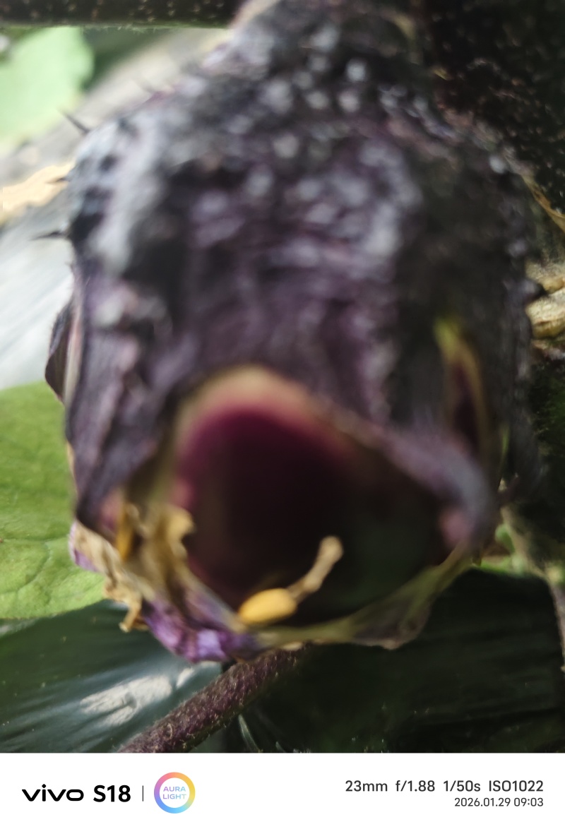 圆茄