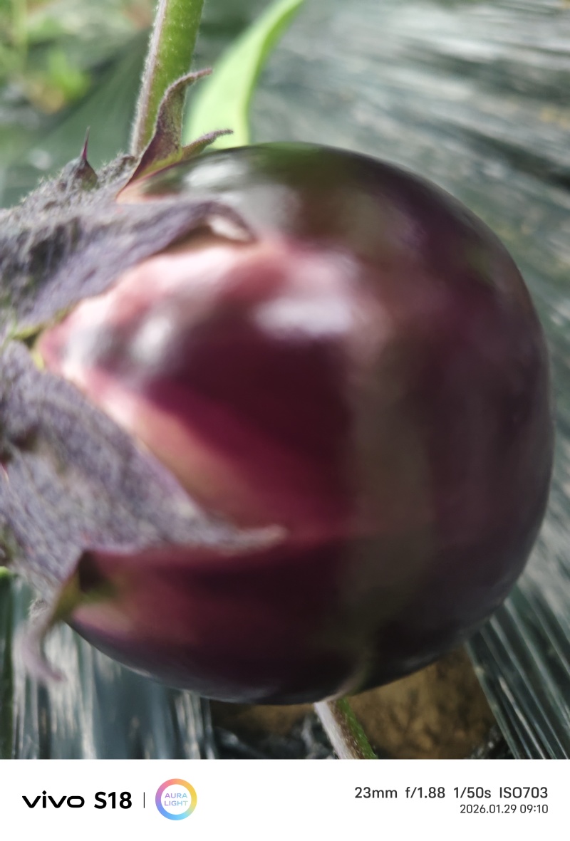 圆茄